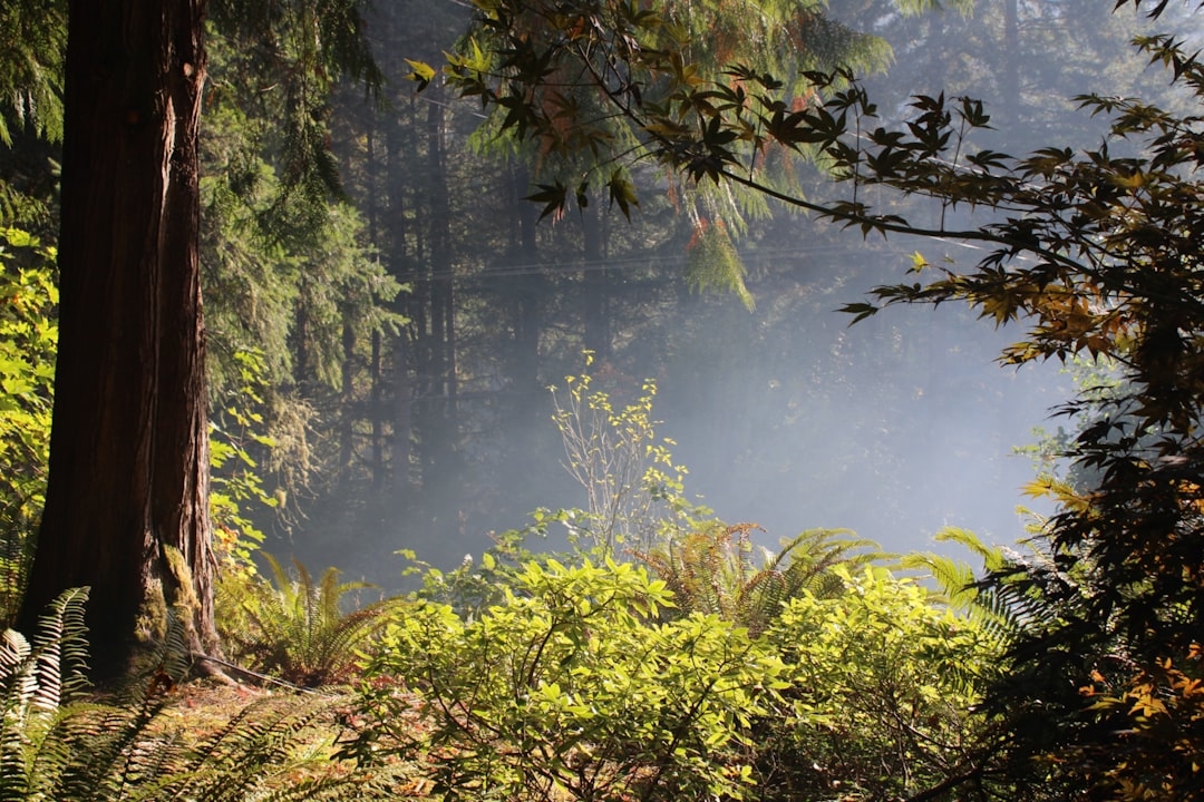 Як безпечно розпалити багаття в лісі: правила та лайфхаки